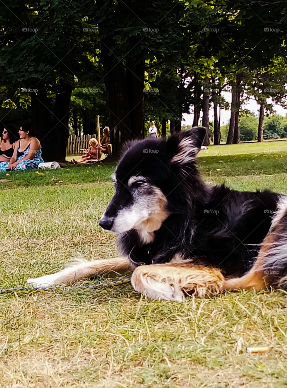 More and more beautiful my dog