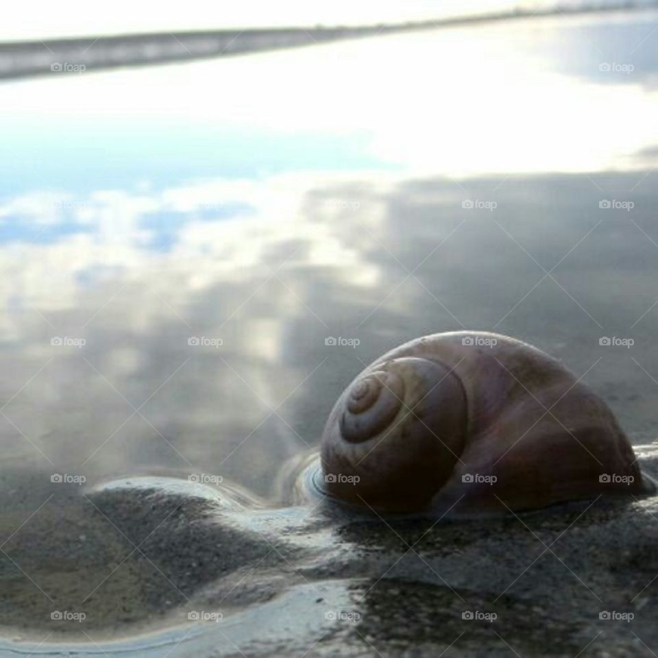 seashell