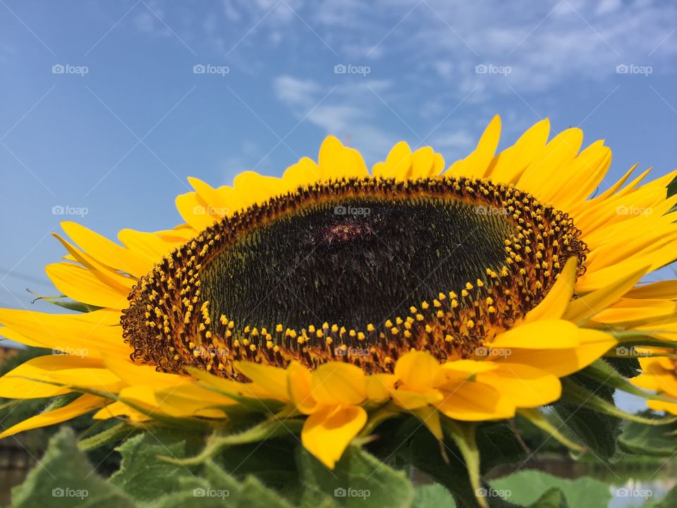 happy sunflower