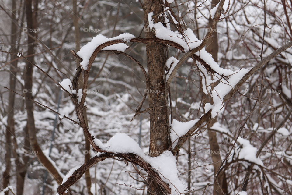 Natures finest, beautiful contraption of vines entangling a sapling 