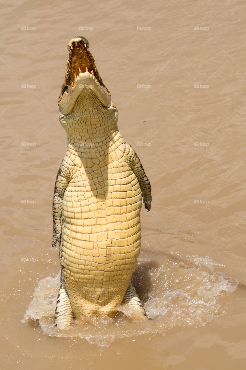 Salt water alligator jumps. Salt water alligator jumps high from the water. Rear legs on top of water level. Jumping crocodiles in Australia. Belly