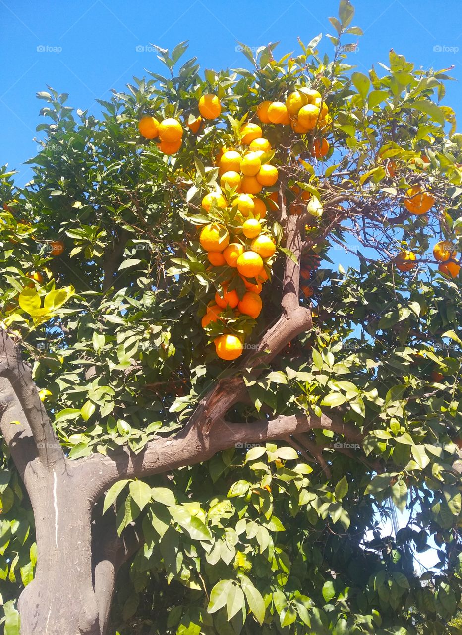 #orange #orangeontree #marocco #marakesh #orangeinmarocco #fruit #orangefruit