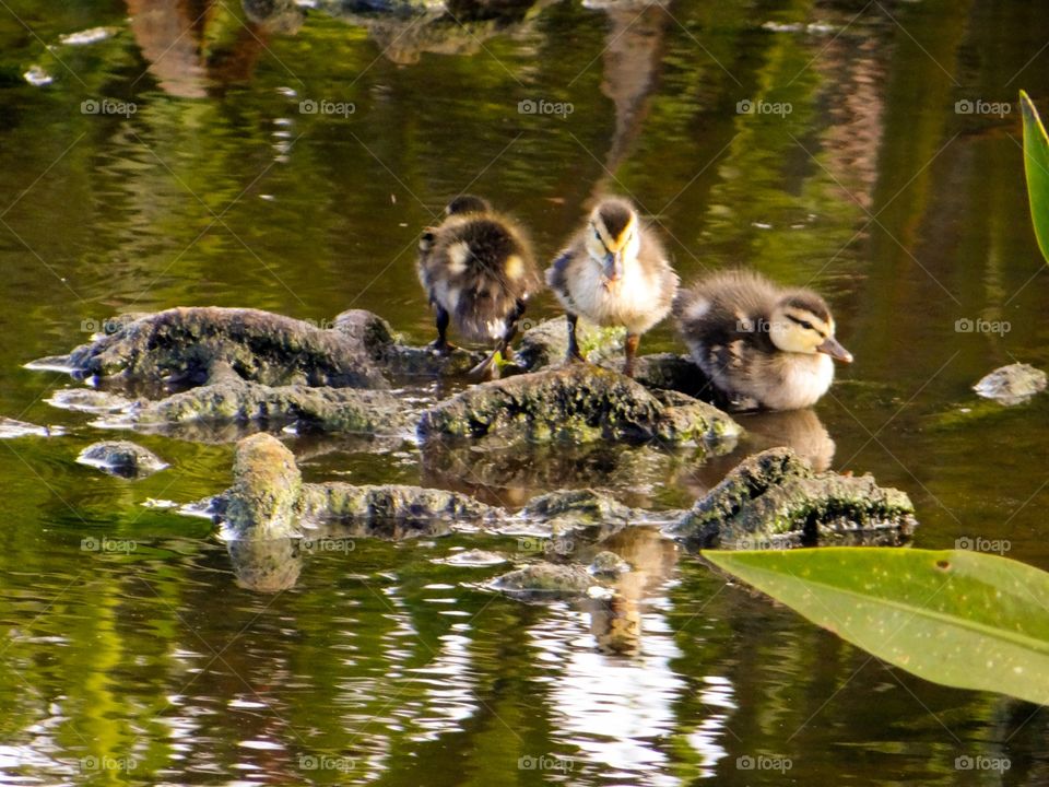 Cute ducklings