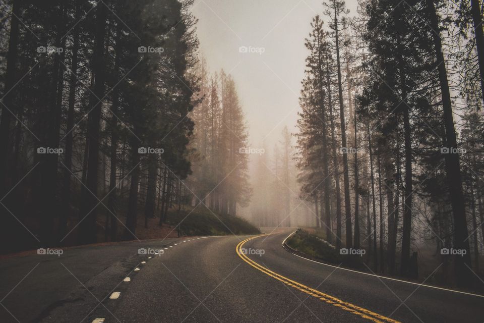 Foggy morning through Yosemite National Park