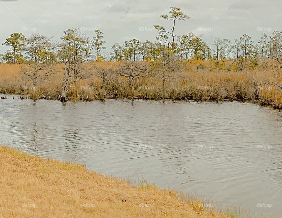 Marine forest 