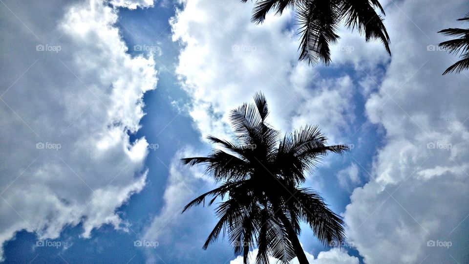 the most beautiful coconut tree and blue sky at HDR image posted