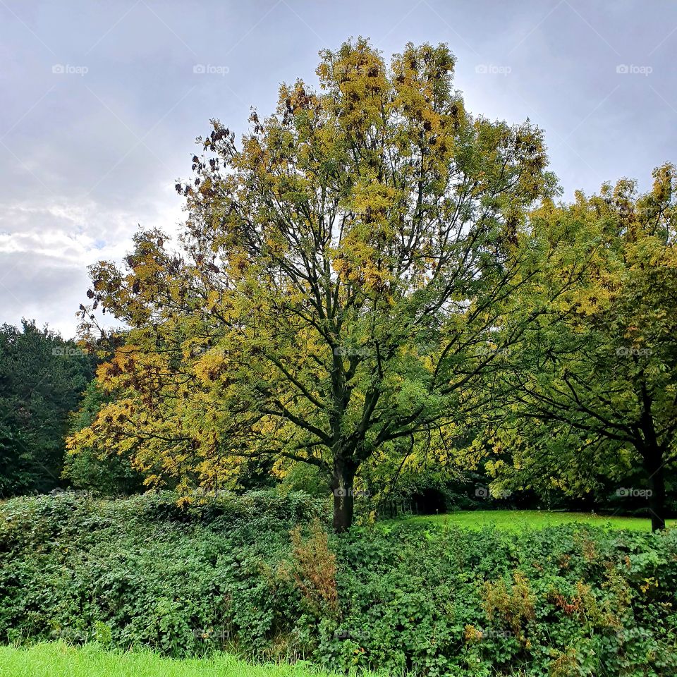 It's autumn time in the Netherland
