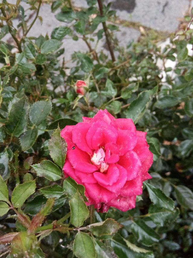 Rose