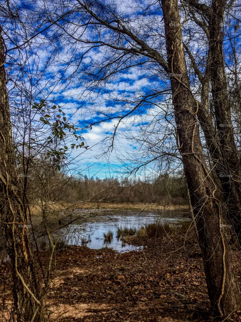 Pond View 
