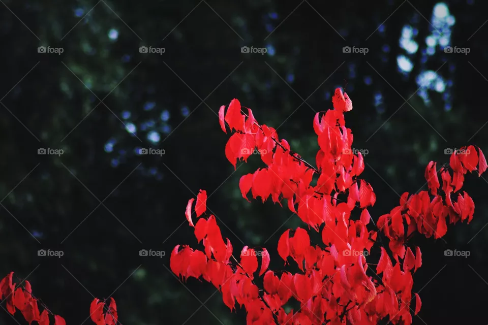 Fall