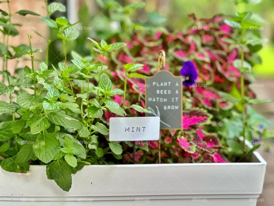Container mint and coleus Anglo g with purple pansies make a striking and colorful entrance!