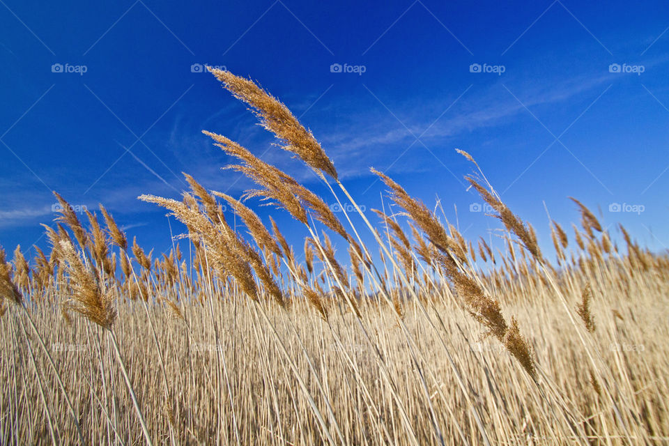 wheat