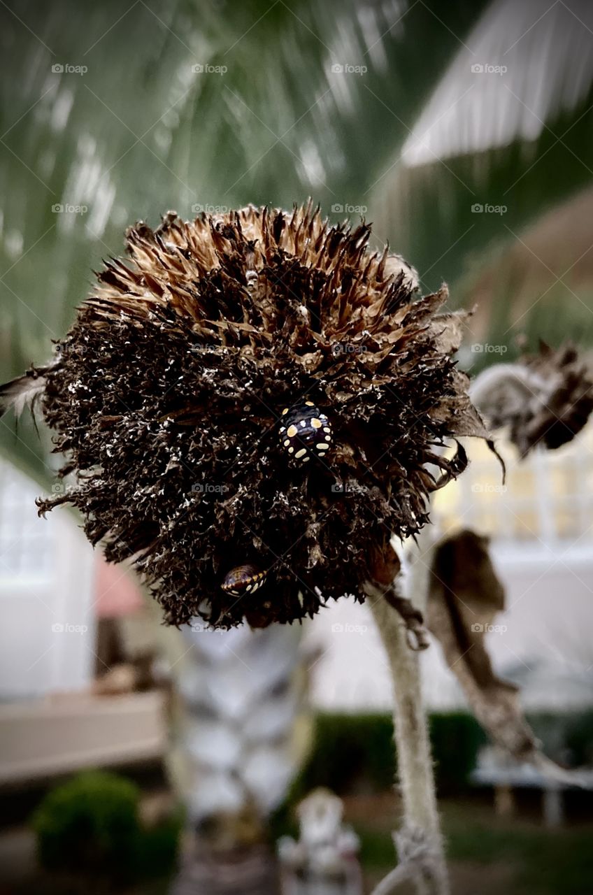 🇺🇸 The ladybug tries to camouflage itself among the sunflower that has already died.  Nature and being disguises... / 🇧🇷 A joaninha tenta se camuflar em meio ao girassol que já morreu. A natureza e sermos disfarces…