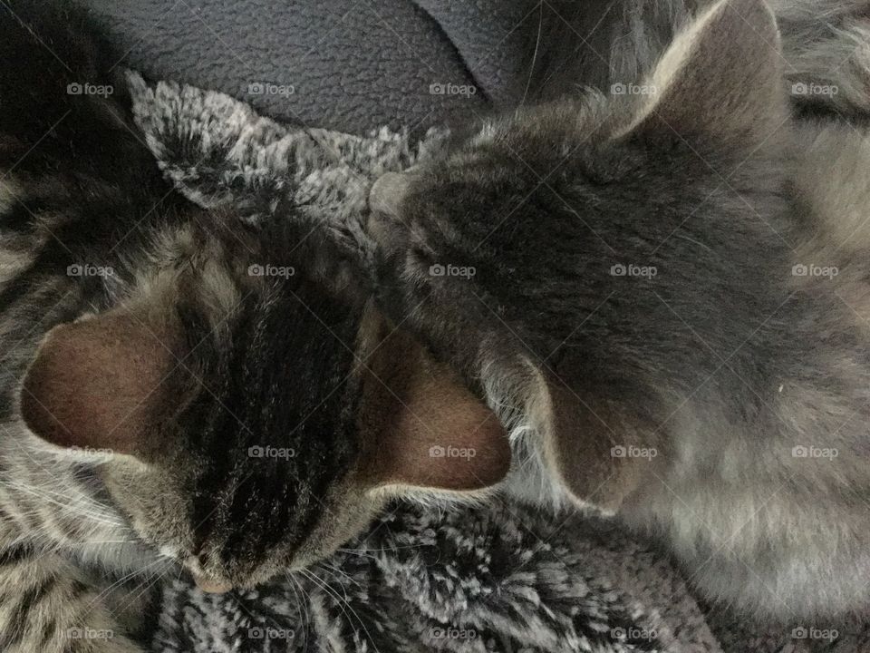 Two of our three cats Leo and Tusse. Both had a rough start living outdoors and not being cared for. We have adopted all cats and they are adorable both to people and to each other. π»π»π»π»π»