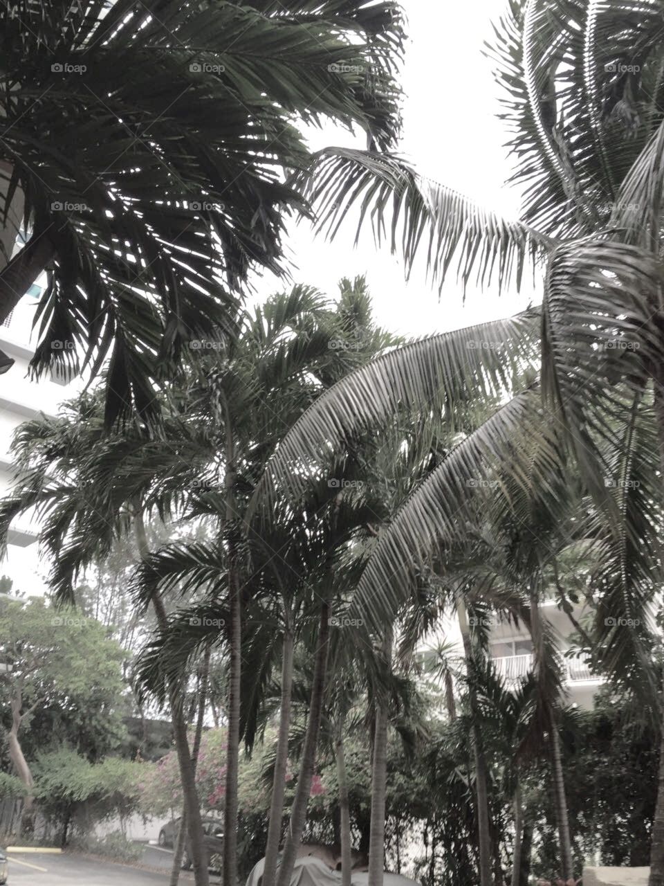 Palm trees BW