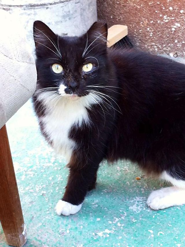 Black and white cat