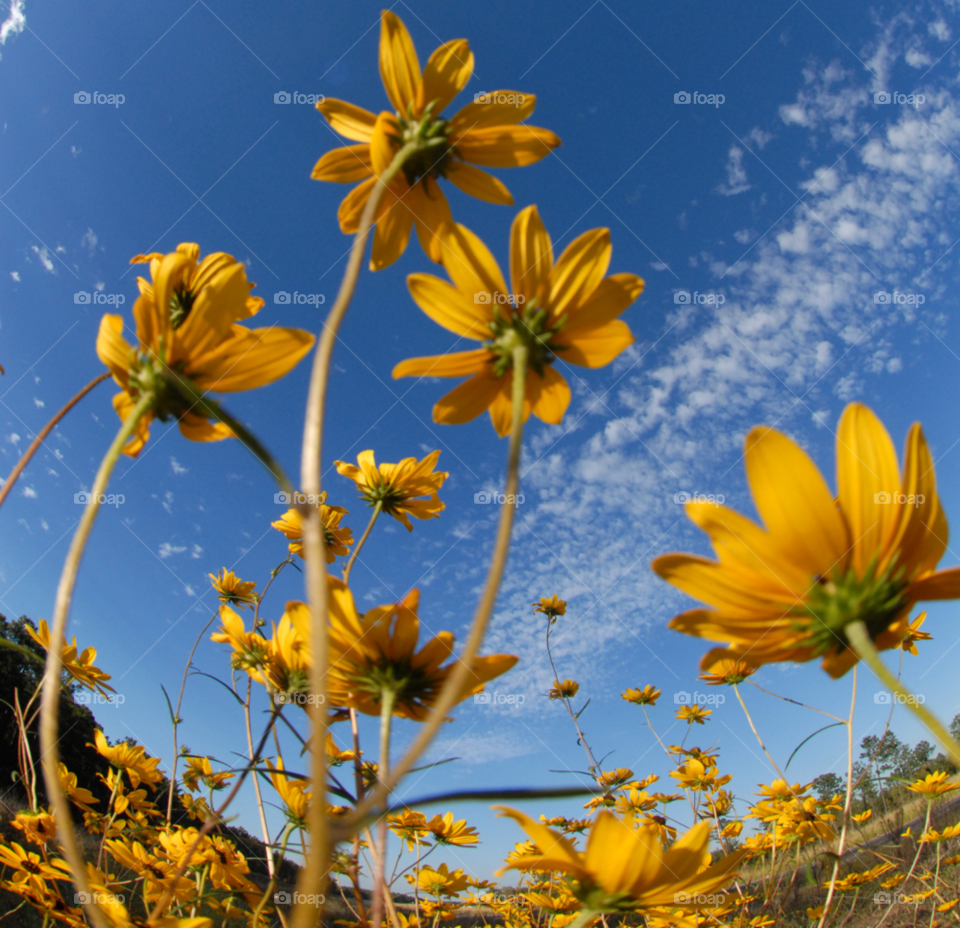 flowers yellow flowers wildflowers wild flowers by lightanddrawing