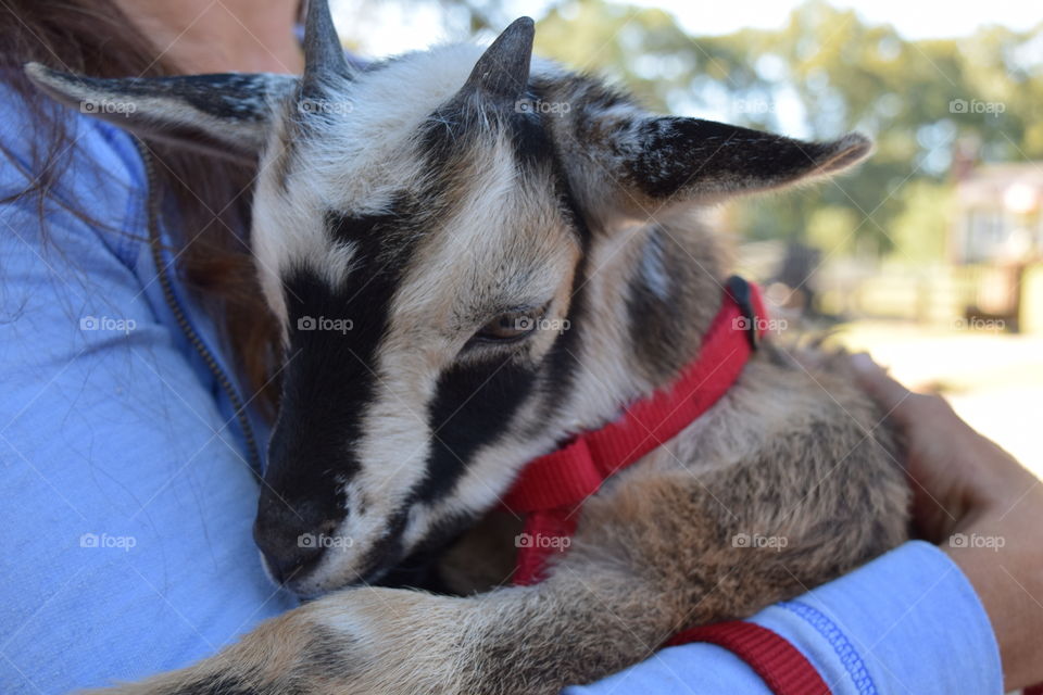 Baby goat