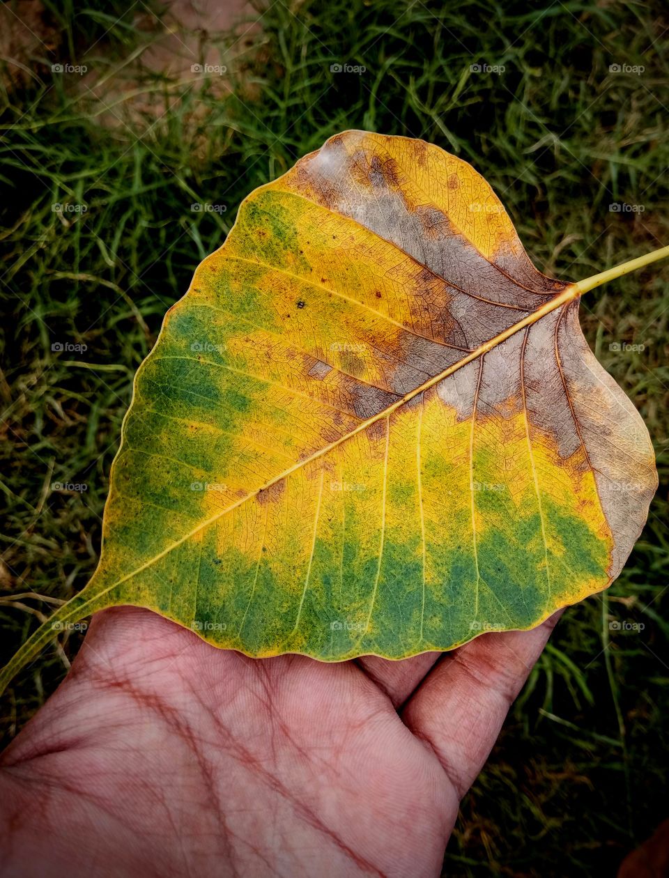 bodhi tree leaf in hand