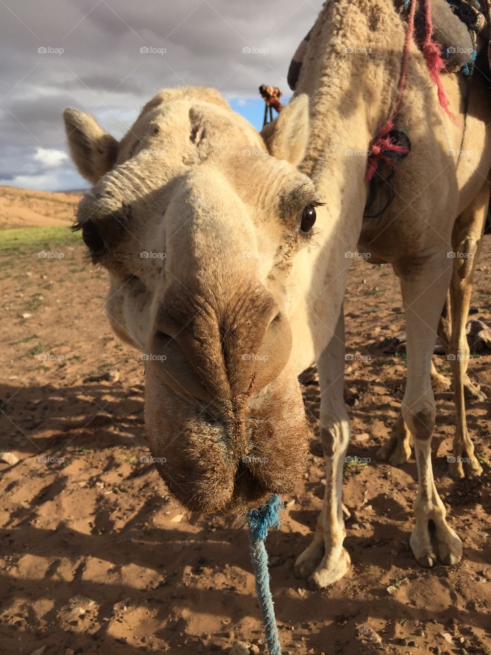 Close-up of camel on desert