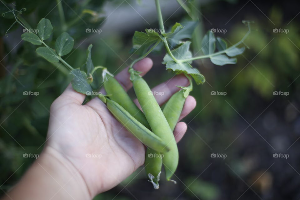 peas from the garden