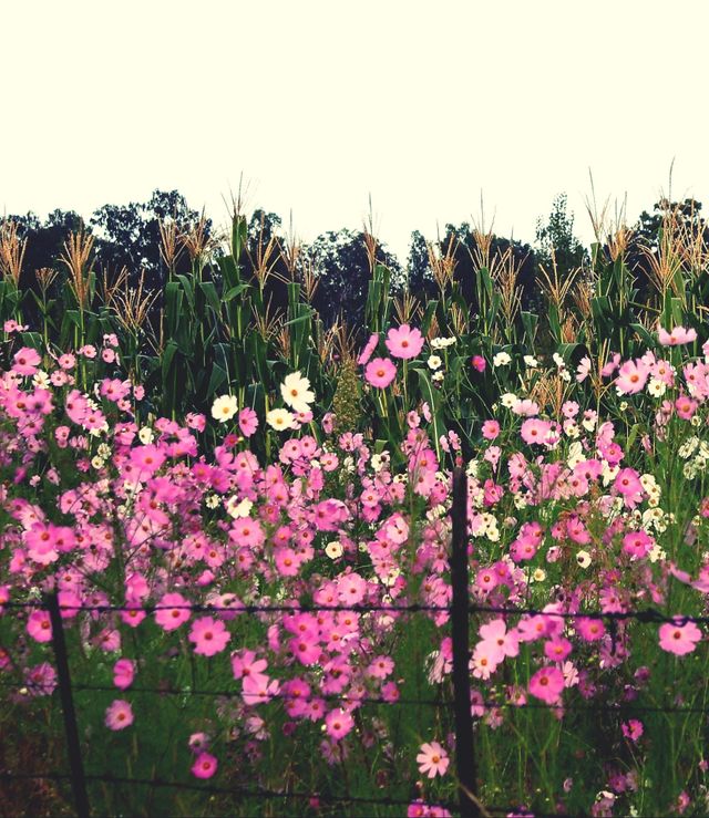 cosmos