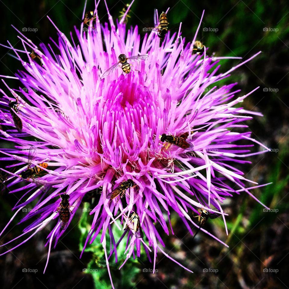 Thistle and Sweat Bees