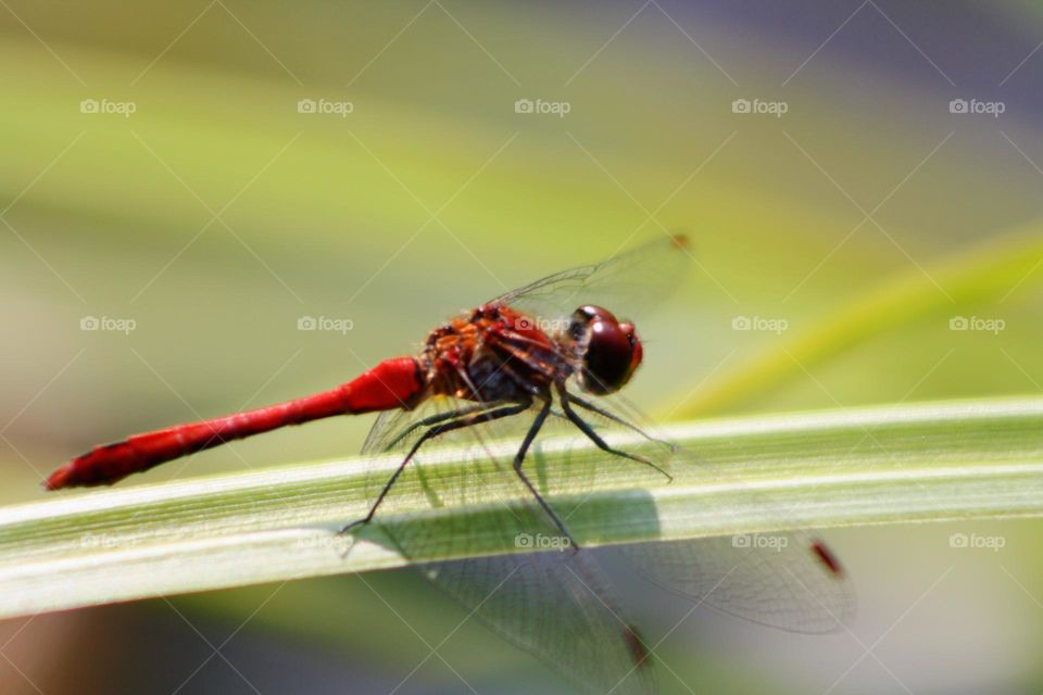 Red dragonfly