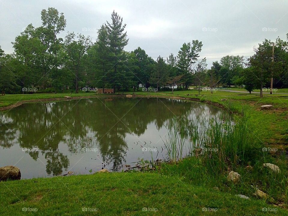 Pond reflections. Trees reflecting in a duck pond 