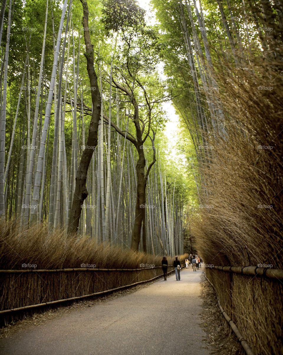 Wood, Nature, Tree, Landscape, Leaf