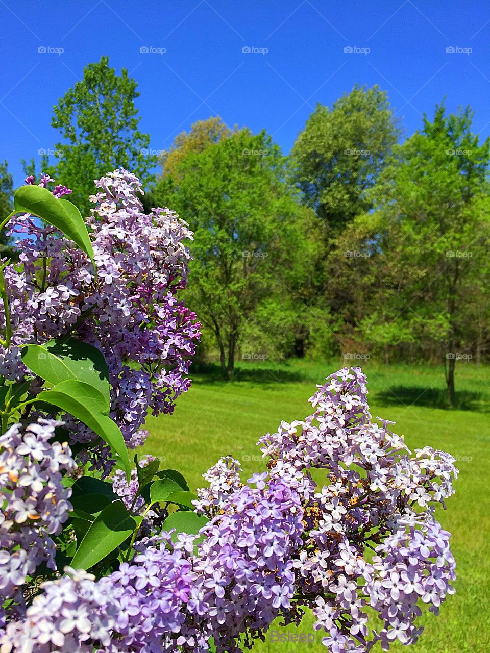 Purple Lilacs Blue Sky