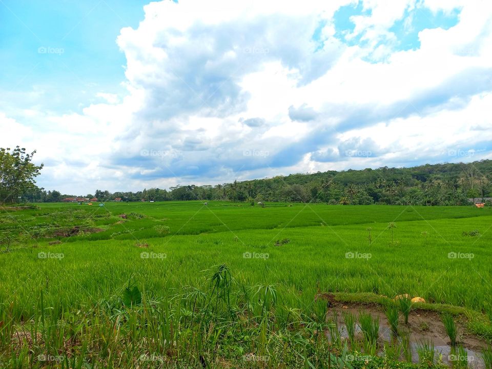 The view of the rice fields at noon
