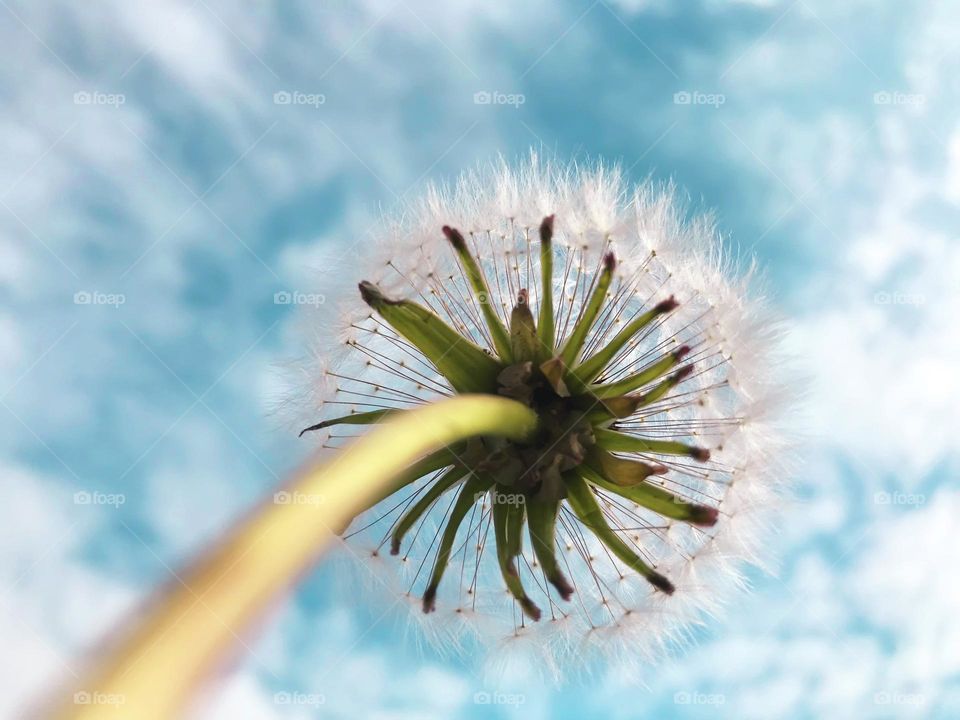 Dandelion 