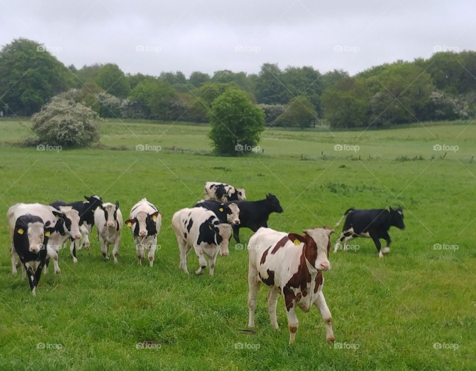 cow kuh Kühe Herde Outdoor