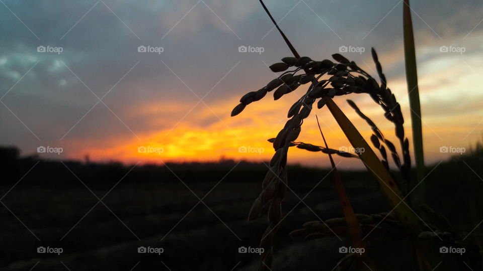 evening sky