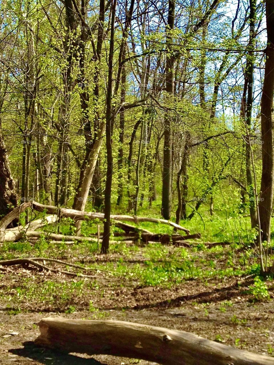 Making you feel like spring has sprung