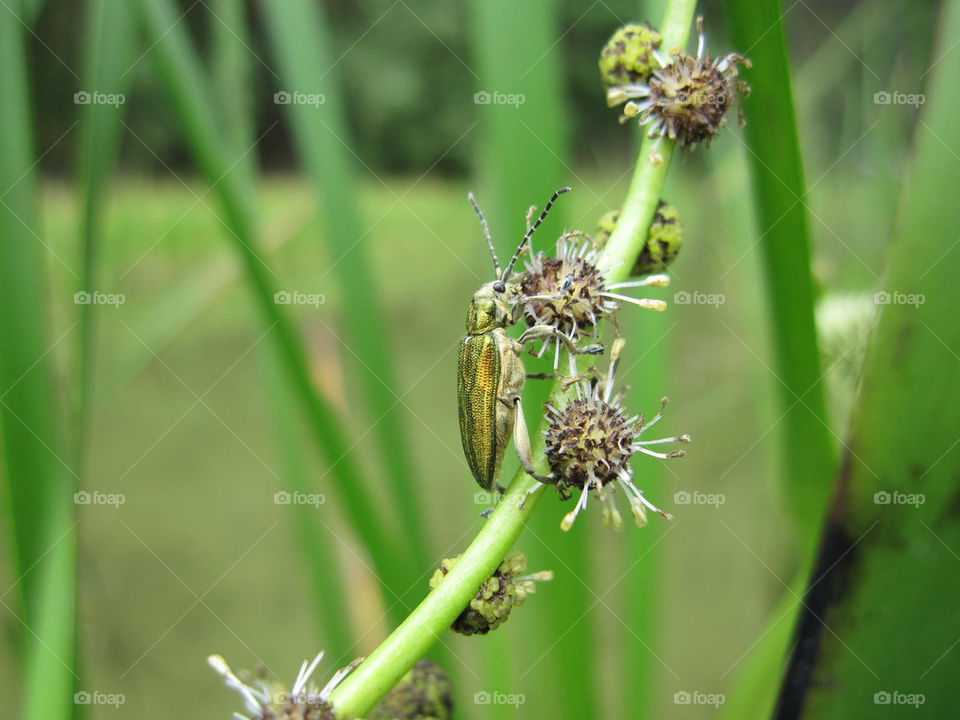 green plants nature macro by bubu