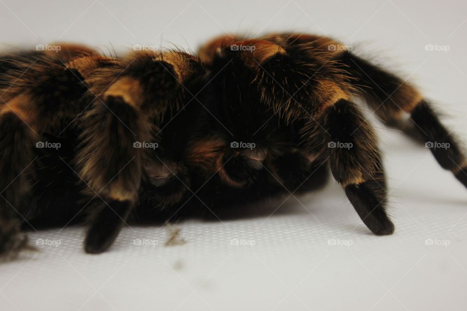 red and black spider on white Background