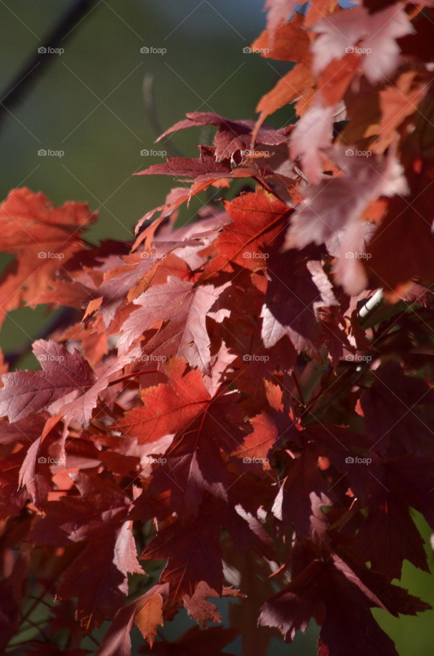Magnificent Maple Reds