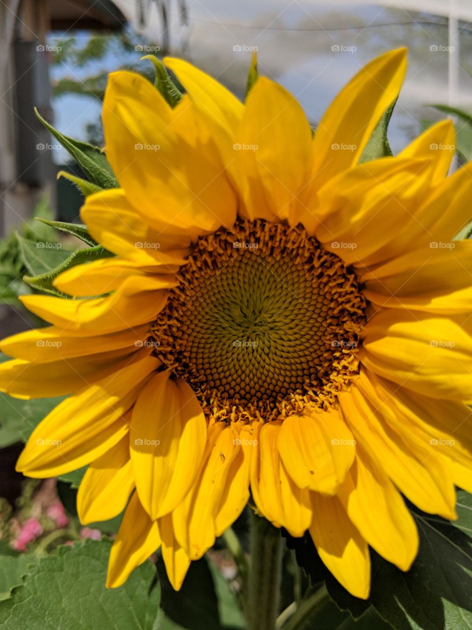 The Sunflower will come out tomorrow