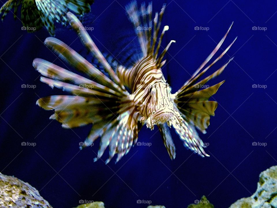 lion fish