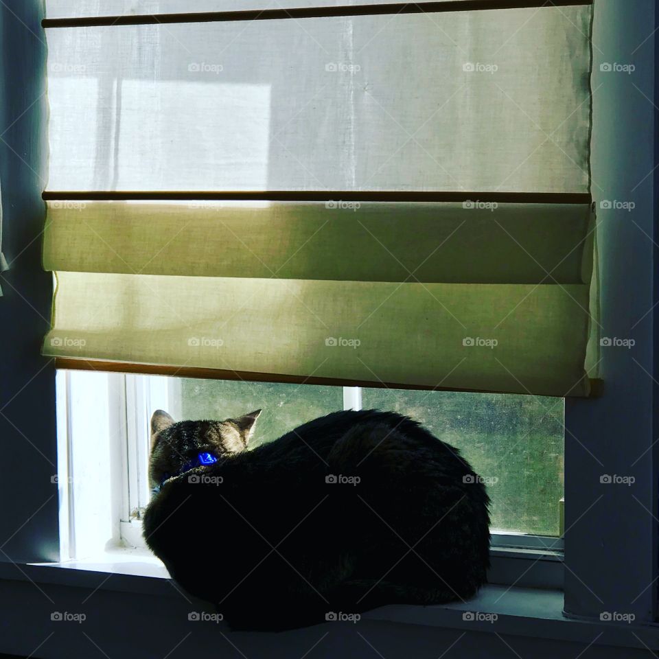 Window cat