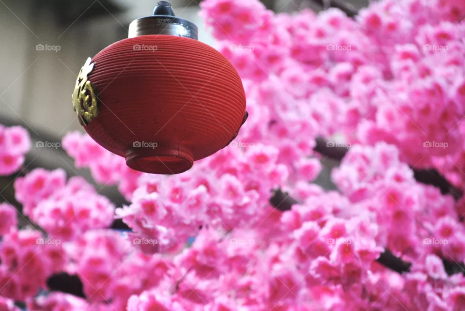 Chinese Lantern on a festive month 