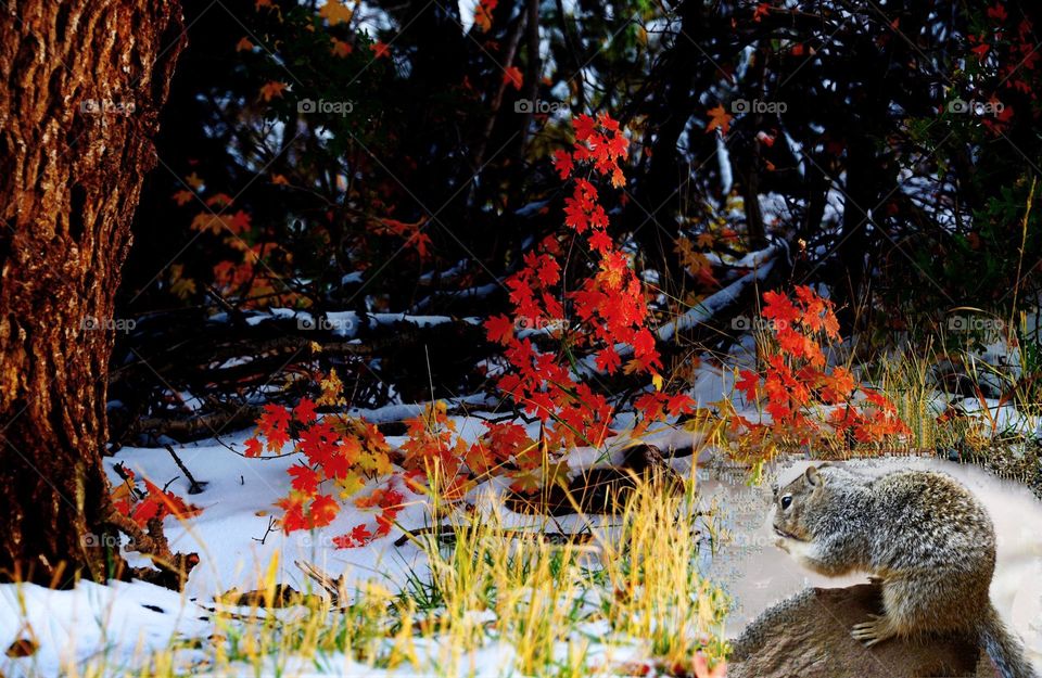 squirrel in snow