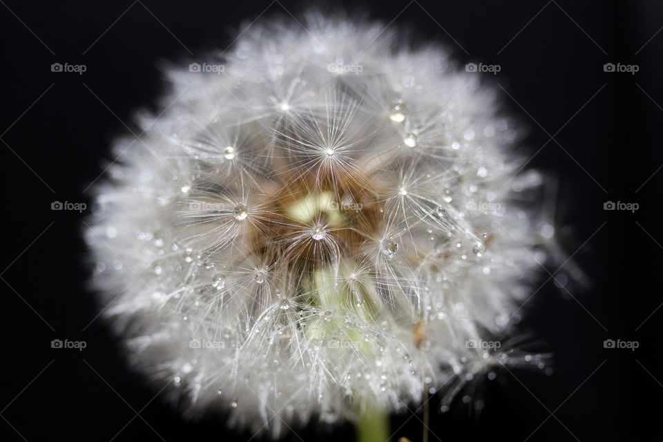 dried dandelions, macro of dandelion seeds and water drops 