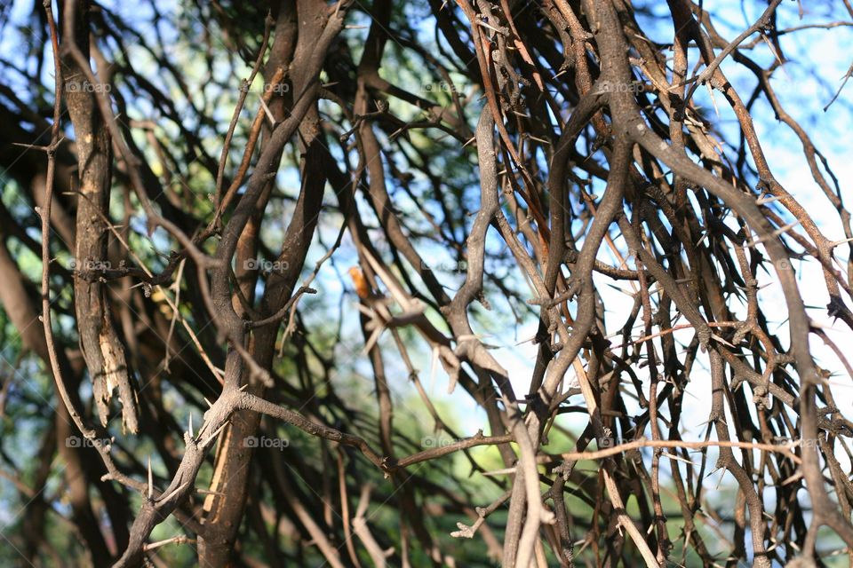 Giant thorny tree branches.