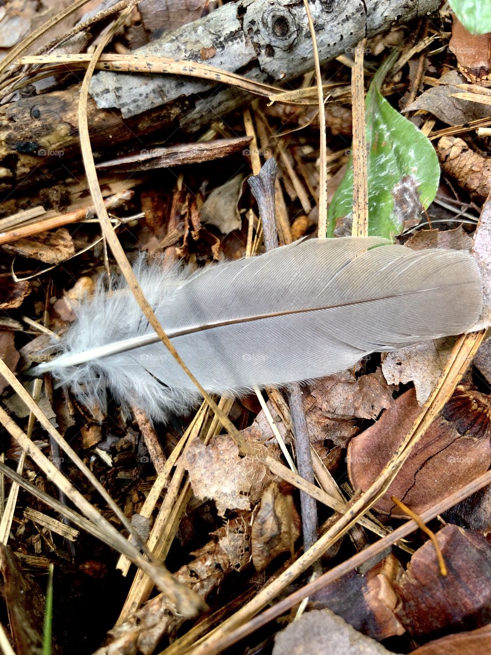 Closeup mourning dove feather found in the woods 