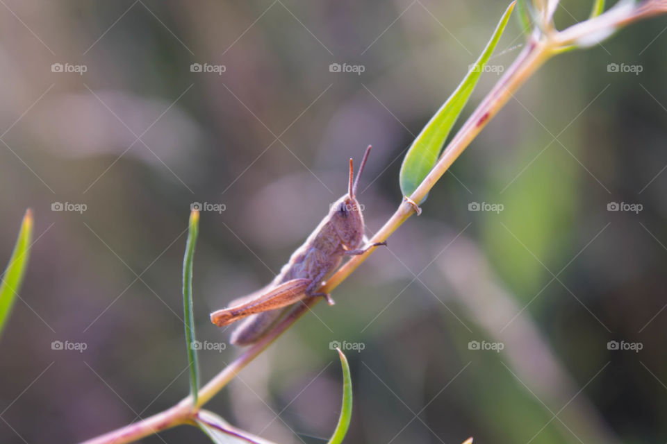 Nature, No Person, Flora, Leaf, Insect