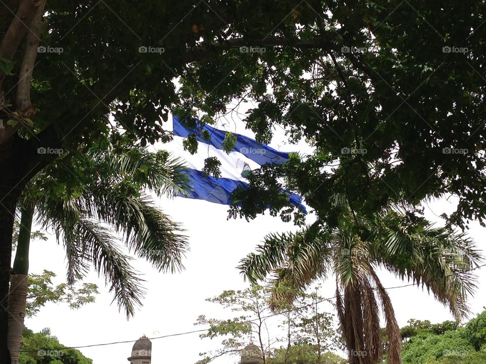 Flag of Nicaragua through palm trees. 