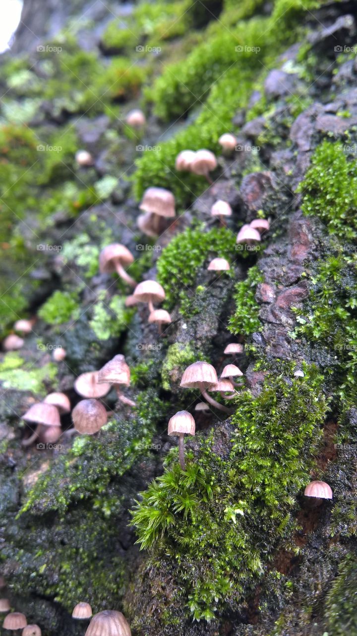 fungus